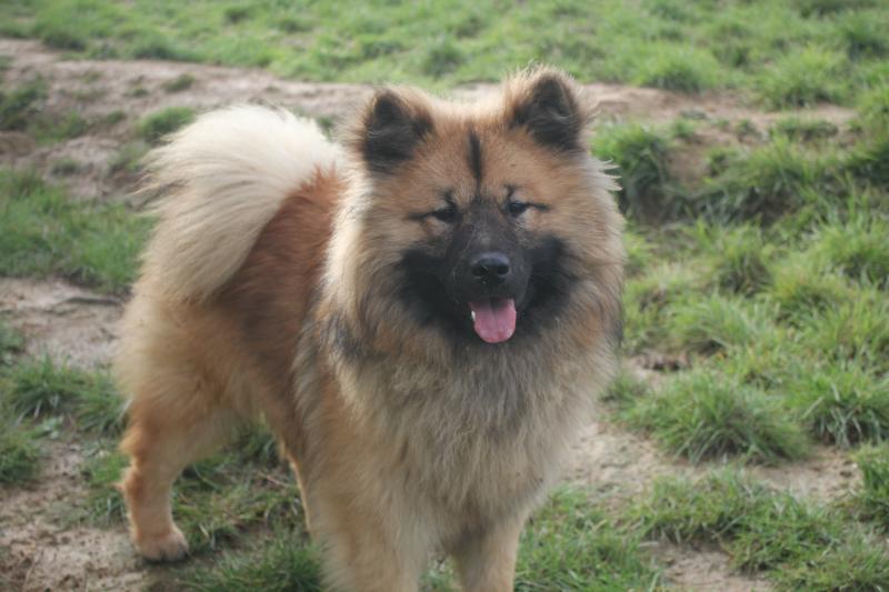 Achille Que'tiakola du Royaume d'Ebene Mâle Eurasier
