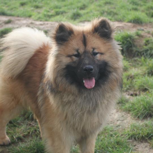 Achille Que'tiakola du Royaume d'Ebene Mâle Eurasier