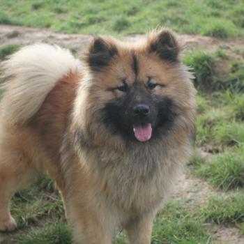 chien Eurasier Achille Que'tiakola du Royaume d'Ebene Élevage familial Eurasier