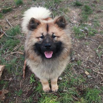 chien Eurasier Fauve Achille Que'tiakola du Royaume d'Ebene Élevage familial Eurasier