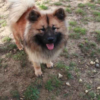 chien Eurasier Fauve Achille Que'tiakola du Royaume d'Ebene Élevage familial Eurasier