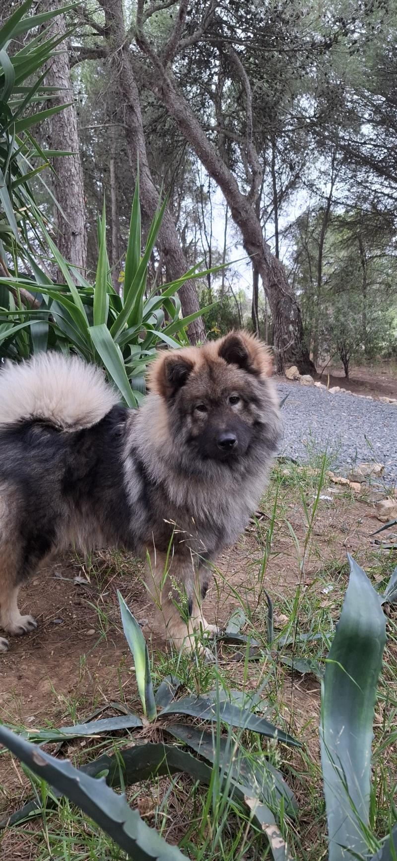 Robine Femelle Eurasier
