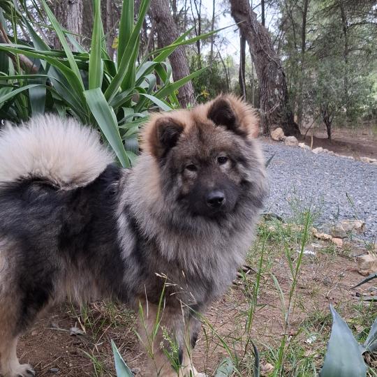 Robine Femelle Eurasier