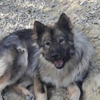chien Eurasier Sable charbonné Aqua Élevage familial Eurasier