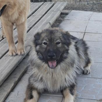 chien Eurasier Sable charbonné Aqua Élevage familial Eurasier