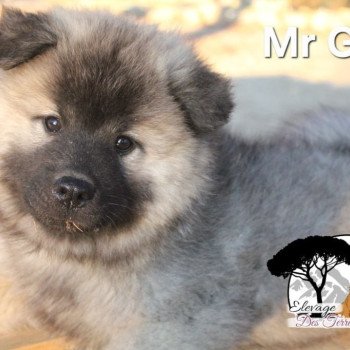 chiot Eurasier Collier Gris Élevage familial Eurasier