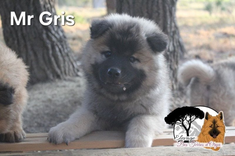 Collier Gris Mâle Eurasier