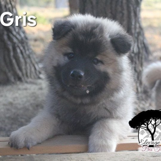 Collier Gris Mâle Eurasier