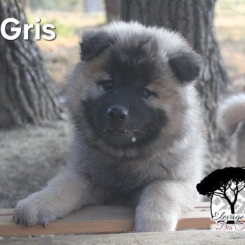 chiot Eurasier Collier Gris Élevage familial Eurasier