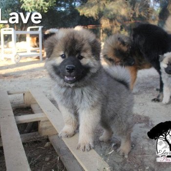 chiot Eurasier Collier Lave Élevage familial Eurasier