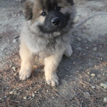 chiot Eurasier Collier Lave Élevage familial Eurasier