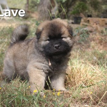 chiot Eurasier Collier Lave Élevage familial Eurasier