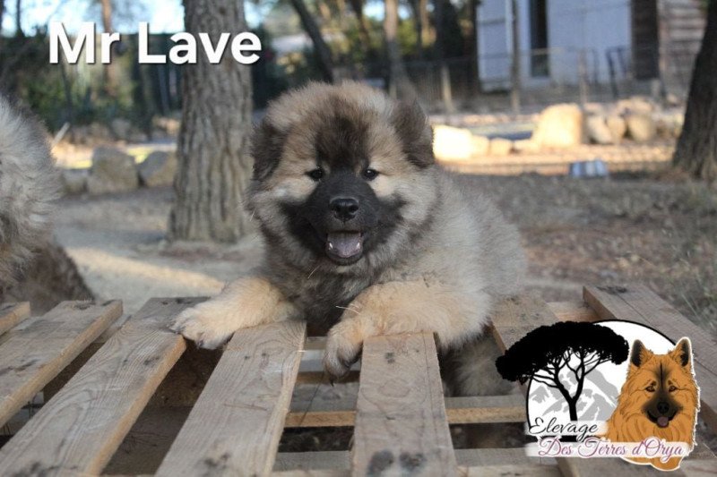 Collier Lave Mâle Eurasier