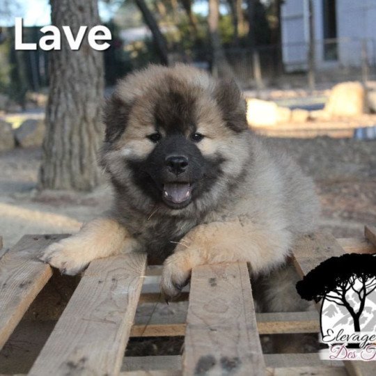 Collier Lave Mâle Eurasier
