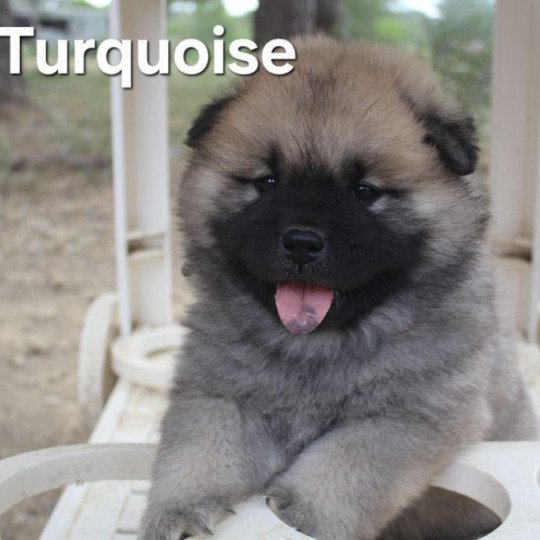 Collier Turquoise Mâle Eurasier