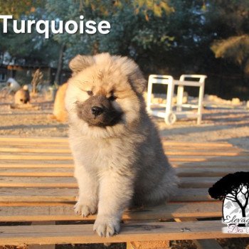 chiot Eurasier Collier Turquoise Élevage familial Eurasier