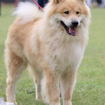 Savai'i wairua Du Royaume Des Terres Gelées Mâle Eurasier