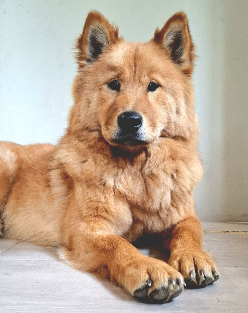 Vaï Ariel Des Terres d'Orya Femelle Eurasier