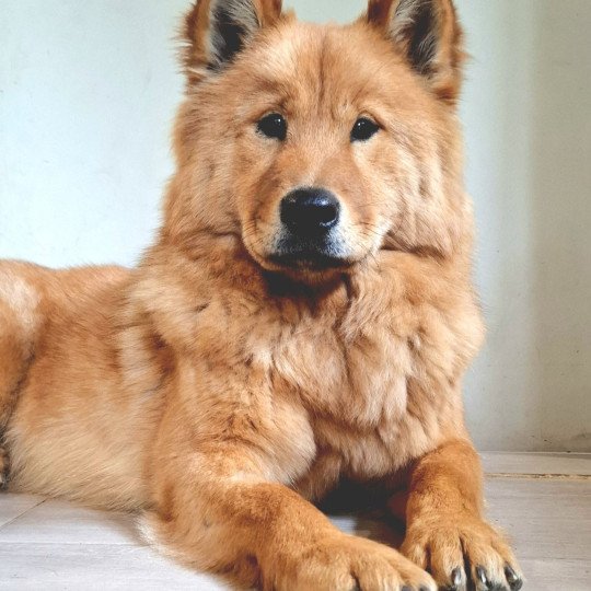 Vaï Ariel Des Terres d'Orya Femelle Eurasier