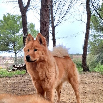 chien Eurasier Rouge Vaï Ariel Des Terres d'Orya Élevage familial Eurasier