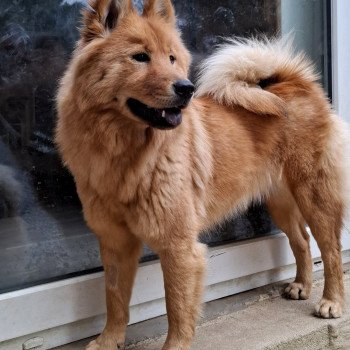 chien Eurasier Rouge Vaï Ariel Des Terres d'Orya Élevage familial Eurasier