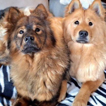 chien Eurasier Rouge Vaï Ariel Des Terres d'Orya Élevage familial Eurasier