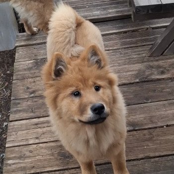 chien Eurasier Rouge Vaï Ariel Des Terres d'Orya Élevage familial Eurasier