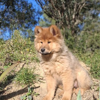 chien Eurasier Rouge Vaï Ariel Des Terres d'Orya Élevage familial Eurasier