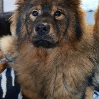 chien Eurasier Rouge charbonné Vaï Jasmine des Terres d'Orya Élevage familial Eurasier