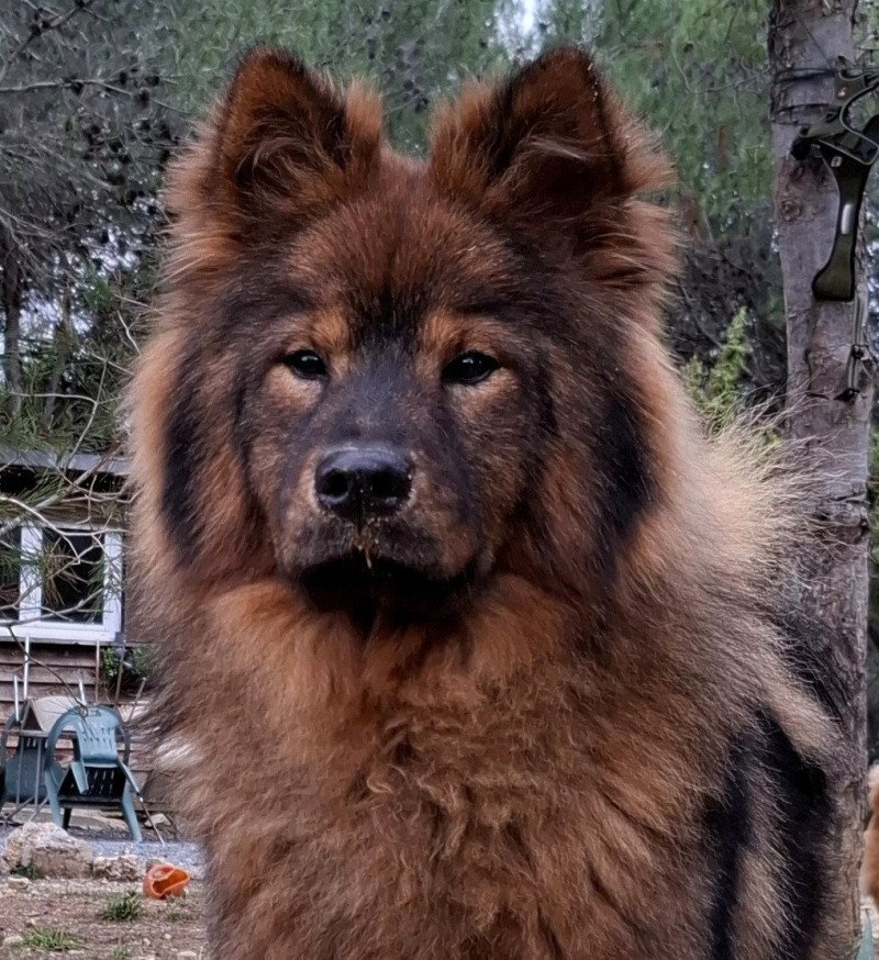 Vaï Jasmine des Terres d'Orya Femelle Eurasier