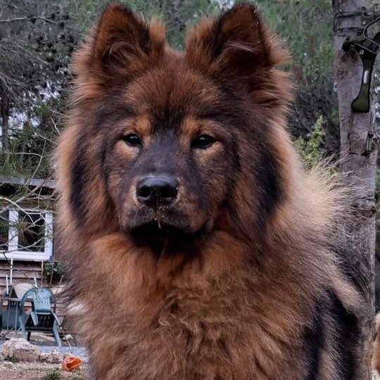 Vaï Jasmine des Terres d'Orya Femelle Eurasier
