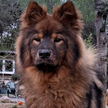 chien Eurasier Rouge charbonné Vaï Jasmine des Terres d'Orya Élevage familial Eurasier