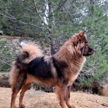 chien Eurasier Rouge charbonné Vaï Jasmine des Terres d'Orya Élevage familial Eurasier