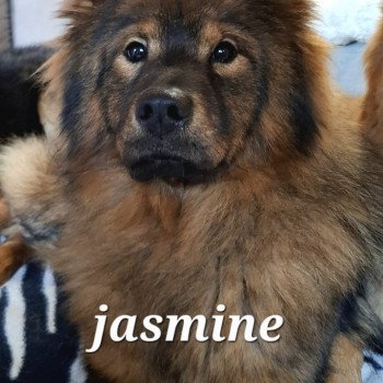 chien Eurasier Rouge charbonné Vaï Jasmine des Terres d'Orya Élevage familial Eurasier