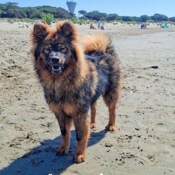 chien Eurasier Rouge charbonné Vaï Jasmine des Terres d'Orya Élevage familial Eurasier