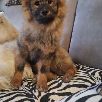 chien Eurasier Rouge charbonné Vaï Jasmine des Terres d'Orya Élevage familial Eurasier