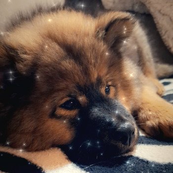 chien Eurasier Rouge charbonné Vaï Jasmine des Terres d'Orya Élevage familial Eurasier