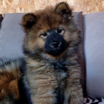 chien Eurasier Rouge charbonné Vaï Jasmine des Terres d'Orya Élevage familial Eurasier
