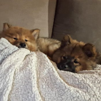 chien Eurasier Rouge charbonné Vaï Jasmine des Terres d'Orya Élevage familial Eurasier