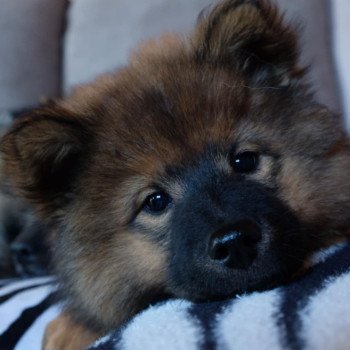 chien Eurasier Rouge charbonné Vaï Jasmine des Terres d'Orya Élevage familial Eurasier
