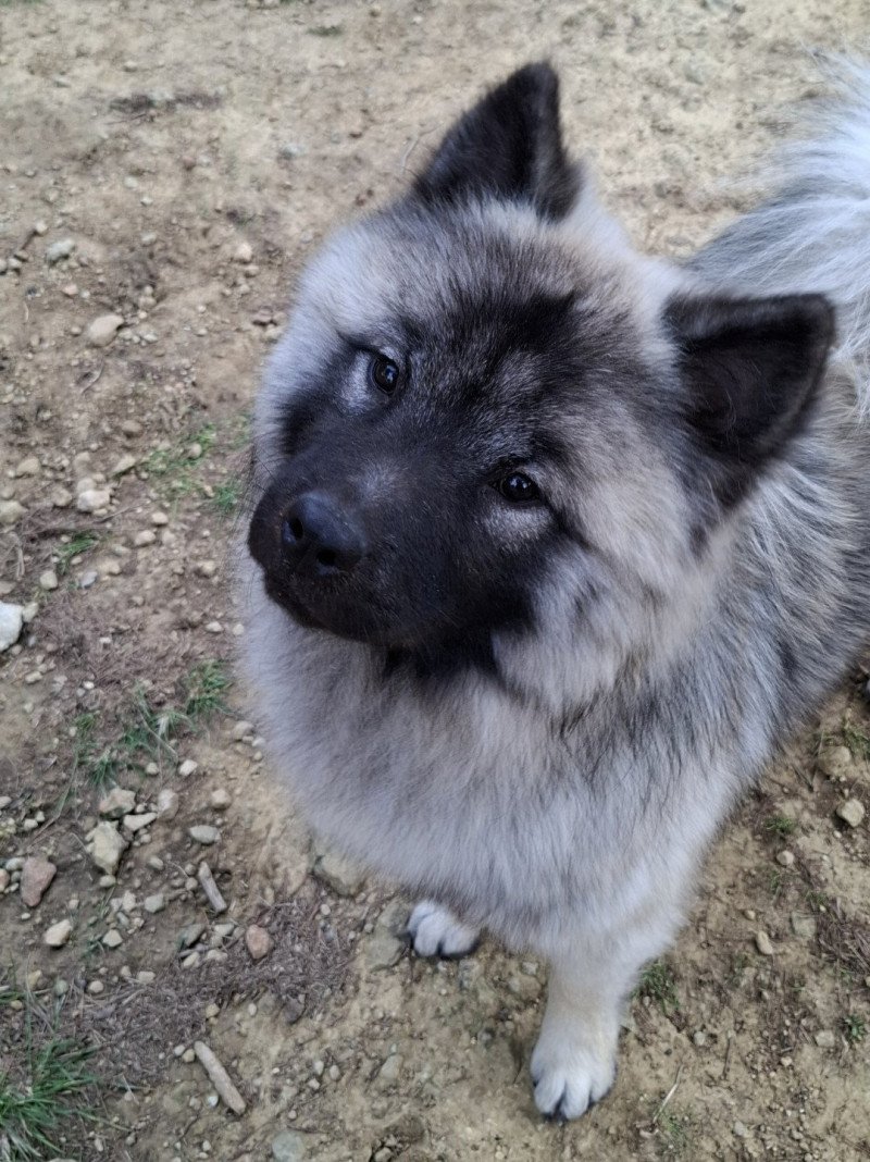 Livaï Mâle Eurasier