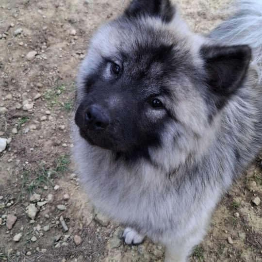 Livaï Mâle Eurasier