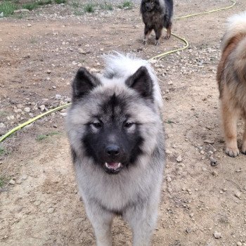 chien Eurasier Sable charbonné Viking Teq'junior dit LIVAÏ Élevage familial Eurasier