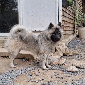 chien Eurasier Sable charbonné Viking Teq'junior dit LIVAÏ Élevage familial Eurasier