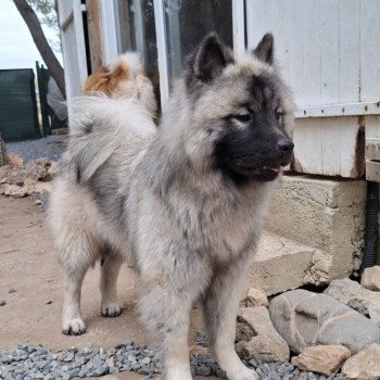 chien Eurasier Sable charbonné Viking Teq'junior dit LIVAÏ Élevage familial Eurasier