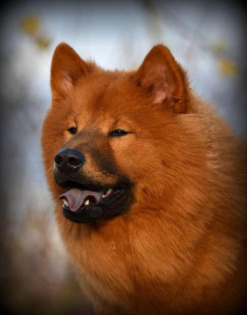 Amentino's Ziggy Mâle Eurasier